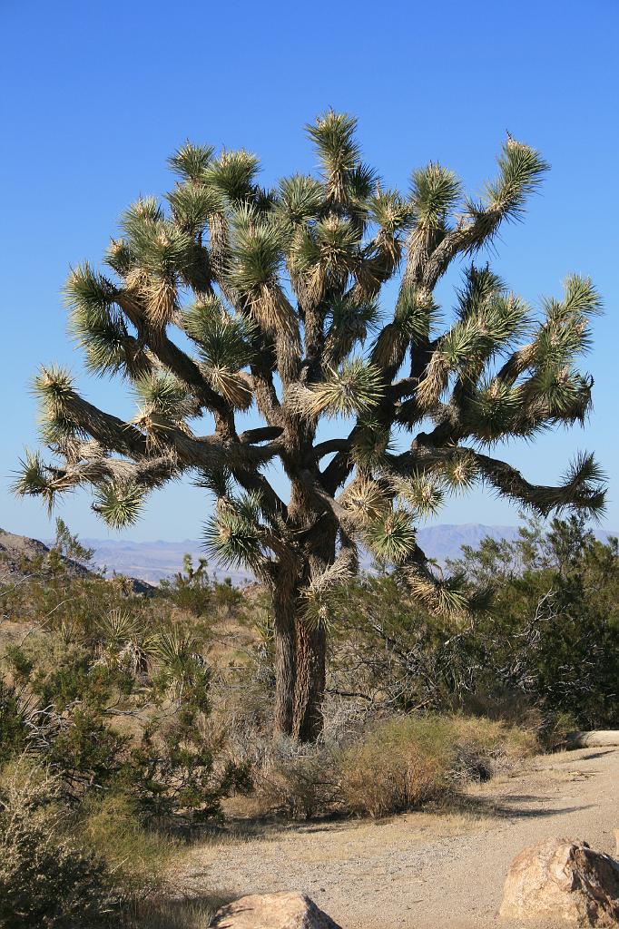 20081017 joshua tree 089.jpg - Joshua Tree National Park - the actual tree that's actually not a tree.